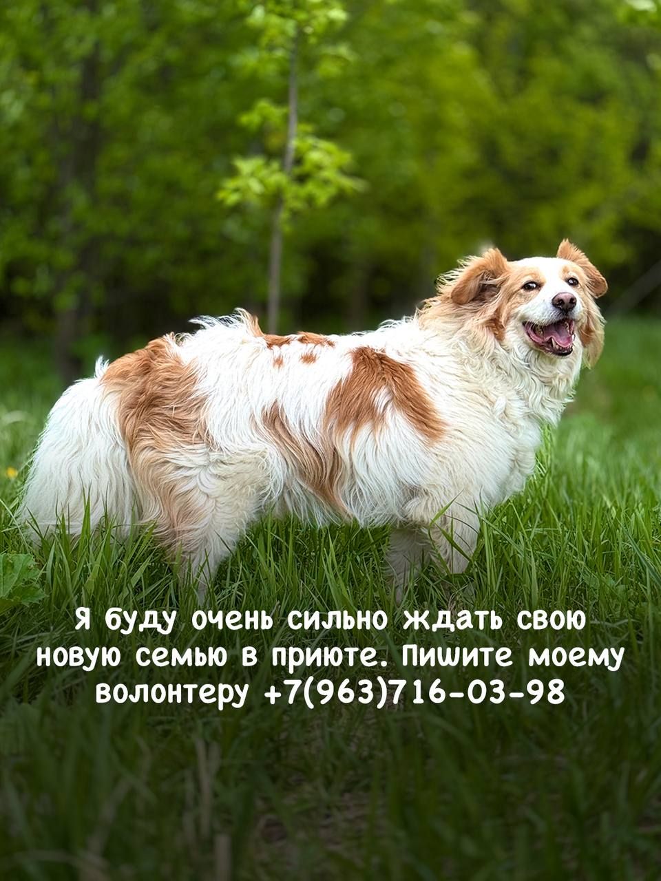 Пушистика Лео бросила бывшая семья, он ищет новый дом в приюте Щербинка 😥 | Приют Щербинка для бездомных животных (собак), Бутово, Москва, ЮЗАО